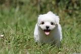 BICHON MALTAIS 057